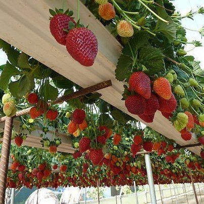 Natural Garden Tips