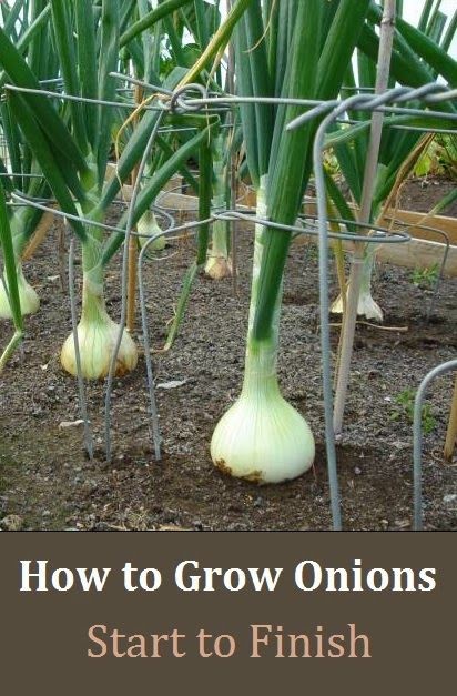 Alternative Gardning: How to Grow Onions – From Start to Finish