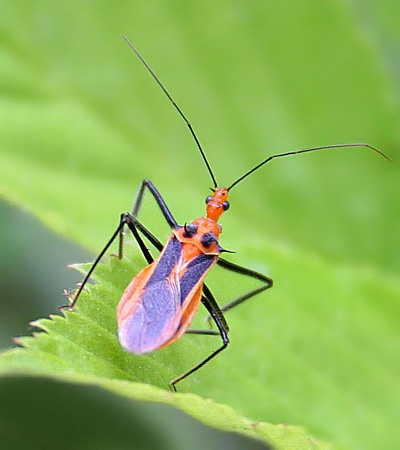 GOOD BUG or BAD BUG? A test for gardeners.