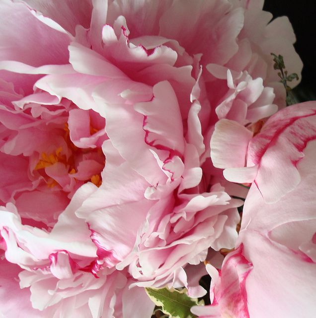 Pivoines by clang.art, via Flickr