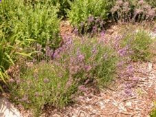 Lavender Plants – Growing Lavender Anywhere