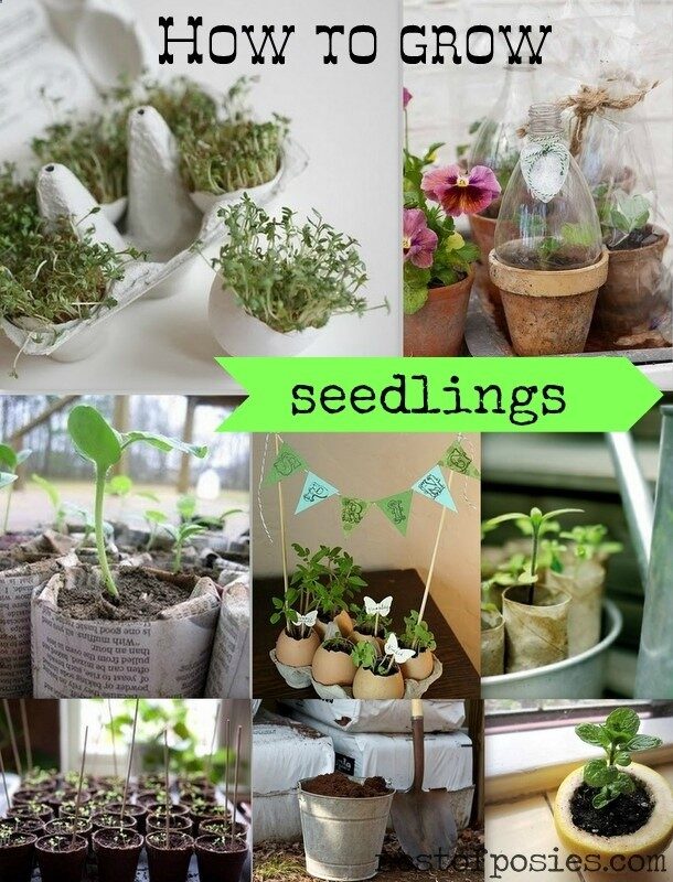 Whos ready for Spring? Heres some great ideas on How to Grow Seedlings inside so youll be ready to plant by Spring!