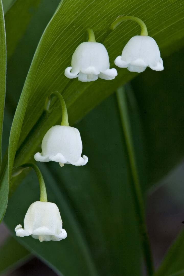 perfection….lilies of the valley