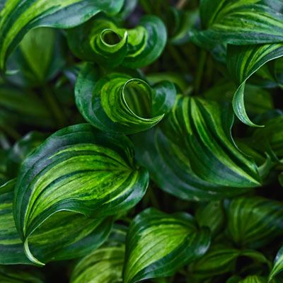 Hosta ‘Geisha’