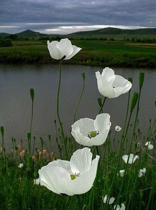 Flowers Garden