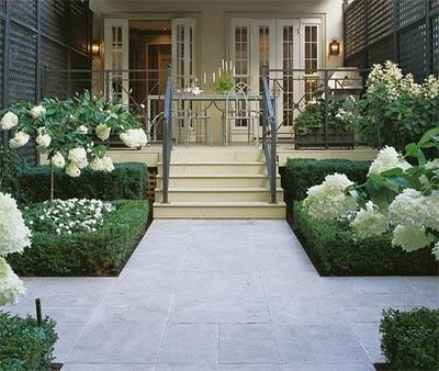 Hydrangea   boxwood