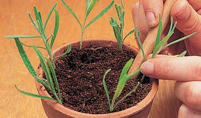 HOW TO PROPAGATE LAVENDER FROM CUTTINGS – Works with rosemary also