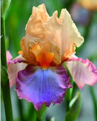“Peach Picotee”  Iris
