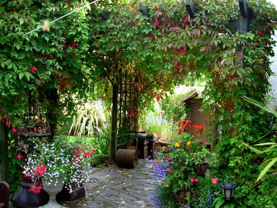 My back yard