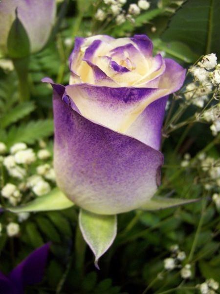 Purple rose