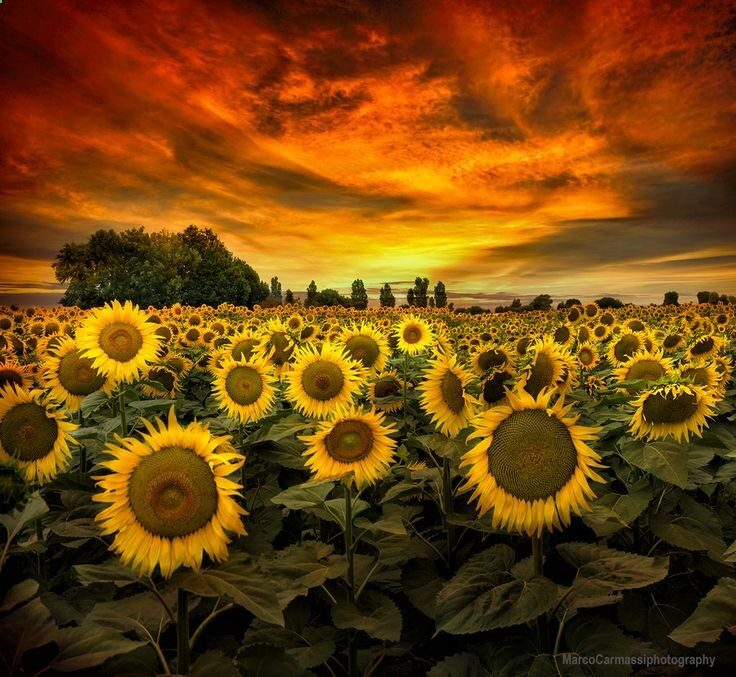 Tuscany Sunflowers by Marco Carmassi on 500px