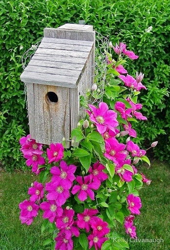 Clematis climbing a bluebird house on a post.  Good idea to wrap the post in chicken wire for support.