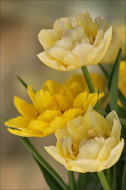 Double Peony Tulips