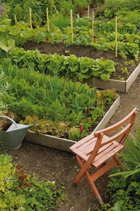 Organic Vegetable Gardening For Beginners – 7 Tips You Heard & Forgot