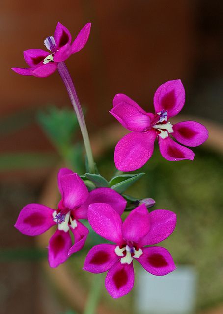 lapeirousia silenoides