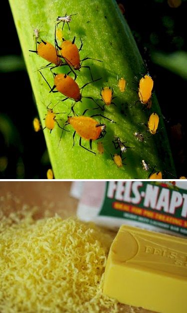 Killing Aphids with Soap. HOMEMADE INSECTICIDAL SOAP CONCENTRATE 1/4 cup grated soap (I use Fels-Naptha, but Ivory or other real soap – see above – will work) 4 cups hot water Stir soap into water until dissolved. Store in a jar until ready to use. To dilute for plant use: Add 1 tsp. concentrate per 4 cups (32 oz.) of water. Pour solution into a spray bottle. This soap is a contact poison – spray directly onto the aphids. It will not harm your plants.