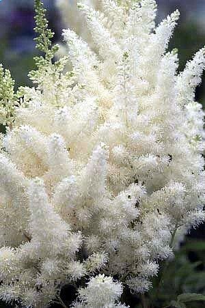 White Astilbe – The Many Different Kinds Of Flowers For Shade