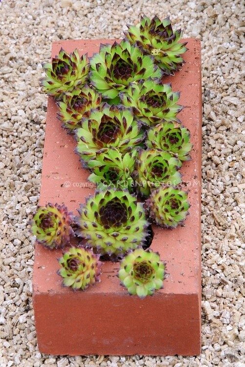 Brick succulent mini container garden!