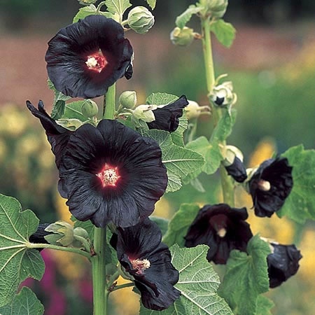 Black Hollyhocks