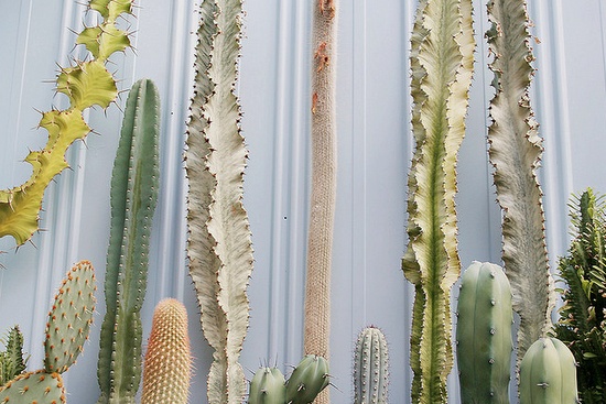 soft hues of cacti.