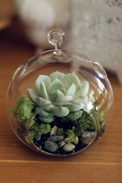 Love this miniature rock garden with succulants in a small glass ornament that can be suspended ~ Epi
