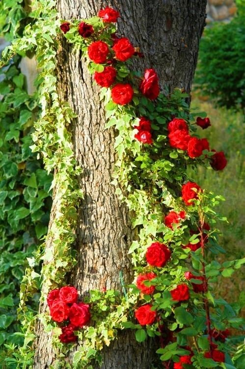 climbing roses.