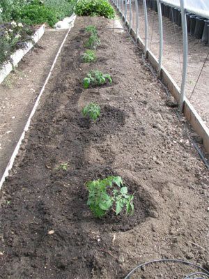 This is a MUST READ for anyone growing tomatoes. There’s LOTS of science behind this planting plan that makes super healthy plants. Links give even more advice/ with pictures.