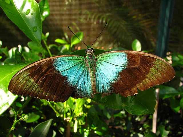 butterfly