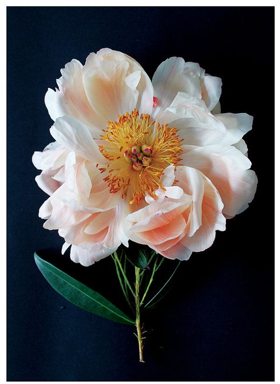 Pink Peony  by gabyburger
