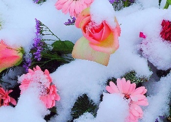 flowers in snow closeup