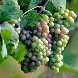HOW TO: HAVE A GRAPE ARBOR.   If I can grow grapes, so can can you.  I’m not talking vineyards here, actually not even enough to make your own wine (at least I don’t think so, I’ve never tried), just a pretty little arbor to enjoy the fruit from, make some jelly if you like, and enjoy looking at all year long.