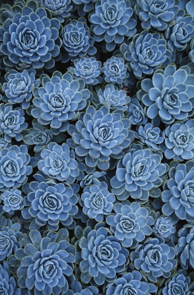 Blue Sedum