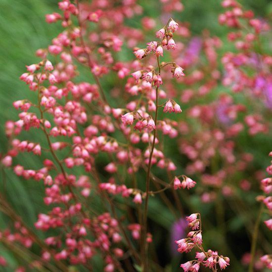 Coralbells  In spring and early summer, coralbells produce sprays of pink, red, or white flowers. These flowers are a top choice of hummingbirds.  Name: Heuchera varieties  Growing conditions: Part shade and well-drained soil  Height: To 3 feet tall  Zones: 4-8