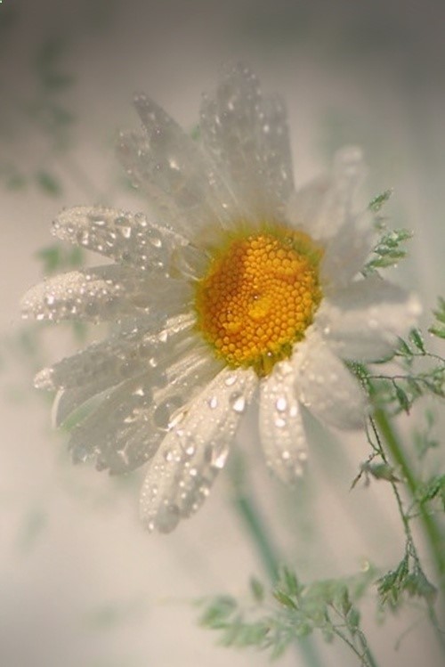 Spring~ Daisy