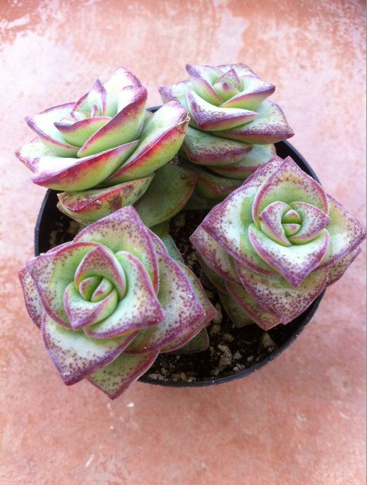 Succulent Plant  Crassula Perforata String of by SucculentOasis,