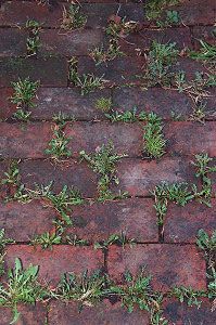 Baking soda neutralizes the ph in the soil and nothing will grow there. use baking soda around all of the edges of flower beds to keep the grass and weeds from growing into beds. Just sprinkle it onto the soil so that it covers it lightly. Do this twice a year – spring and fall.