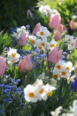 Spring flowers