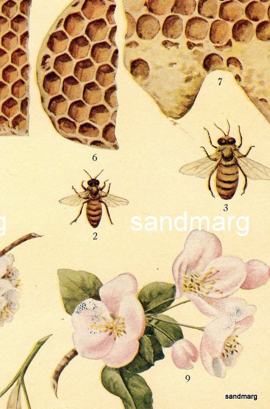 c.1909  Antique Chart of Honeybee Queen Bee Workers Drones  Cells and Plants
