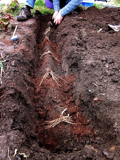 Planting Asparagus