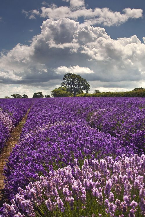 Somerset Lavender. ♥