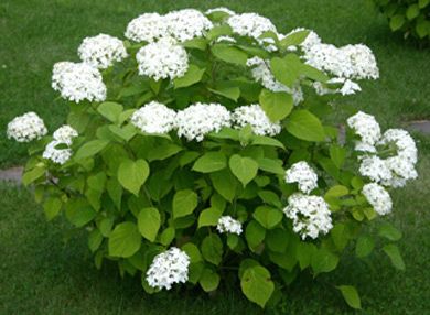 Full+Shade+Landscaping+Ideas+For+Front+Yard+Ranch+House | Caroline’s Garden: Front Yard Flower Bed (West – Full Sun)
