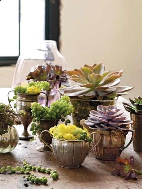 Succulent ideas