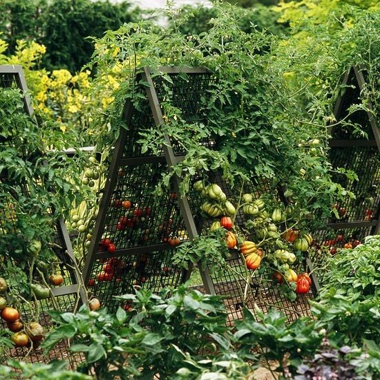 A great idea for growing your #tomatoes vertically!