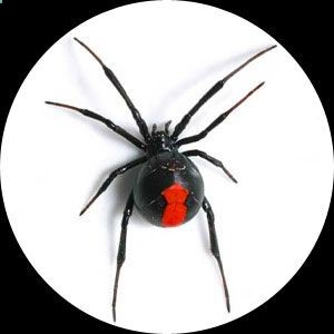 Keep this in mind if you start seeing lots of spiders around your place. Natural spider killer or preventer take one cup of vinegar, one cup of pepper, a teaspoon of oil and liquid soap. Put it into a spray bottle and spray along the outside of your outside door and along windows