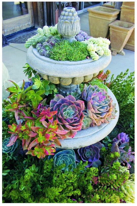 I really, really like these purple succulents!