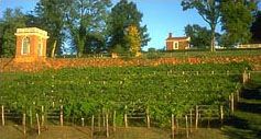 The Vineyard