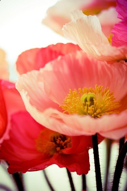 #flowers