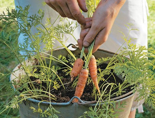 Alternative Gardning: How to grow carrots in a container