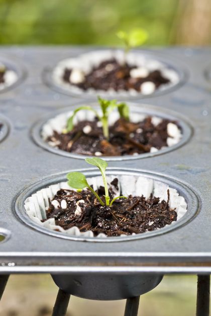 Seeds started in a cupcake tin. Once plants have germinated place the paper & plant in soil.