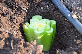 Planting a celery bottom will produce a new stock of celery…